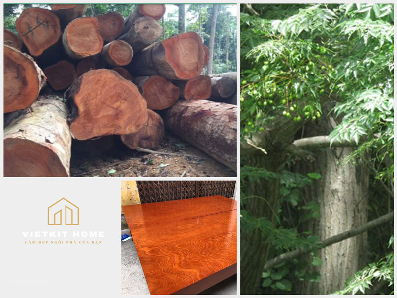 mau-go-xoan-dao-tu-nhien-vietkithome Tủ bếp gỗ xoan đào- Gỗ Xoan Đào Vietkit Home